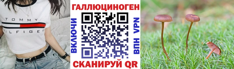 Галлюциногенные грибы Psilocybe  Бузулук 